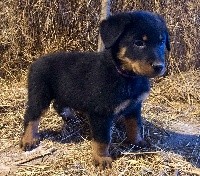 CHIOT
