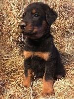 CHIOT