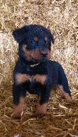 CHIOT