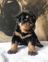 CHIOT