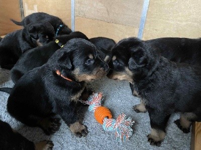 CHIOT MALE