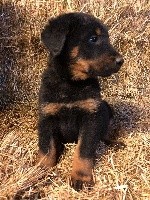 CHIOT