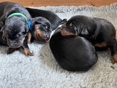 CHIOT FEMELLE