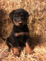 CHIOT