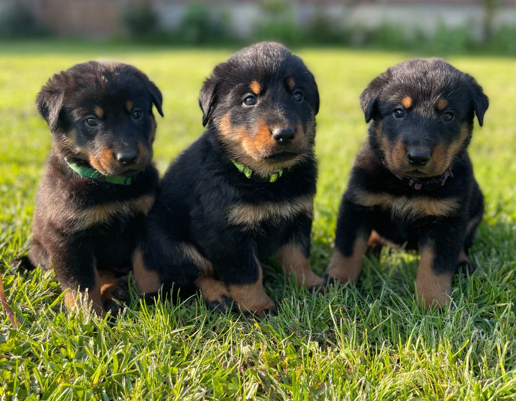 Chiot Berger de Beauce Des Feux De Beltaine