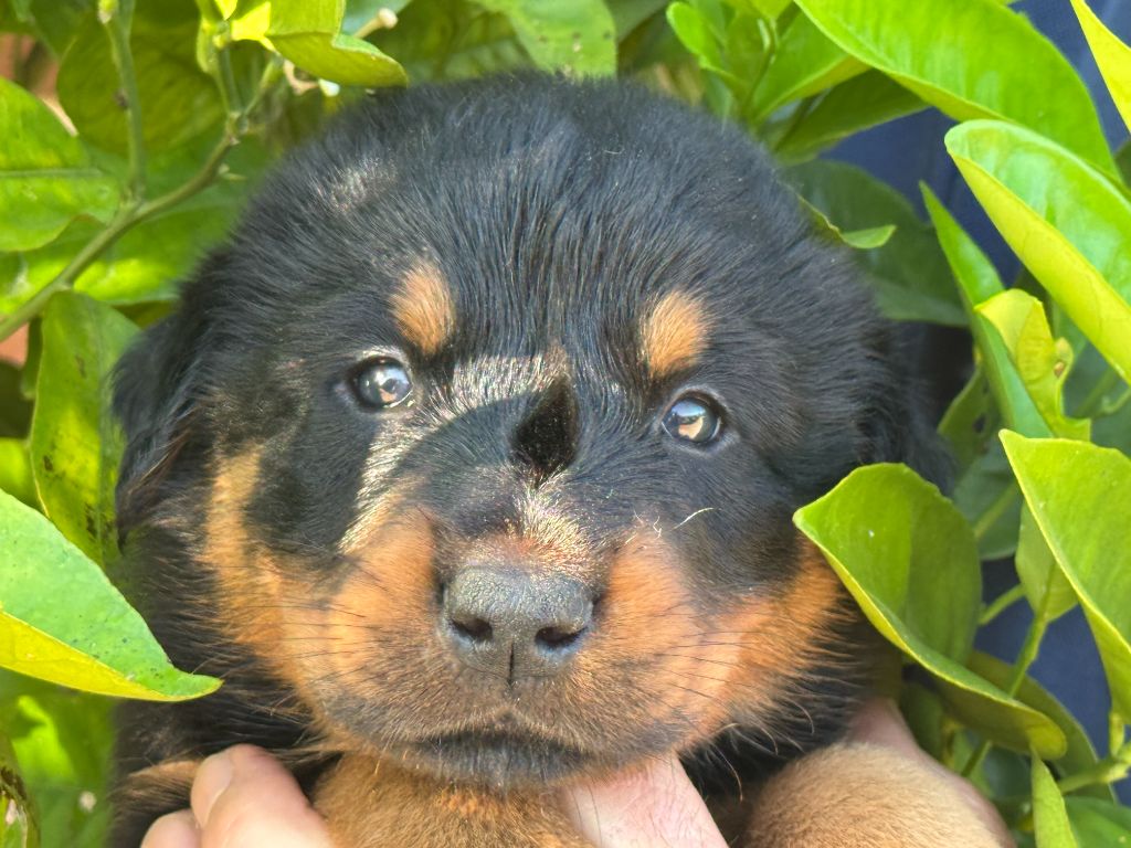 Des Feux De Beltaine - Chiots disponibles - Berger de Beauce