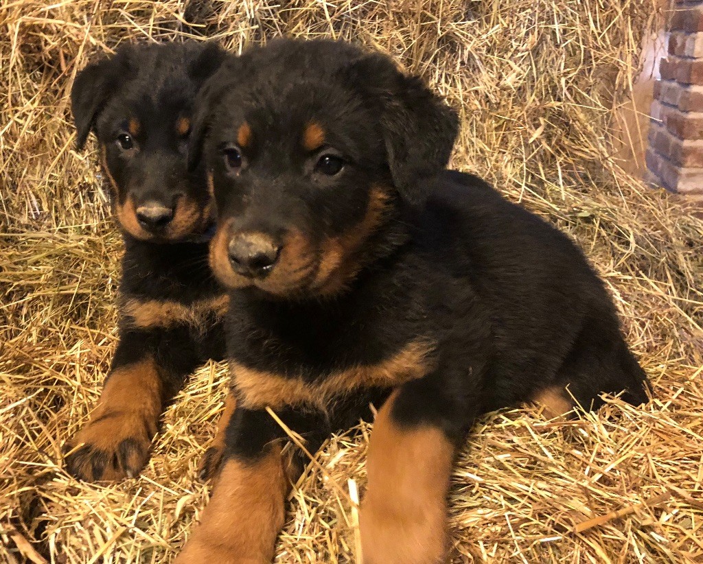 Chiot Berger de Beauce Des Feux De Beltaine