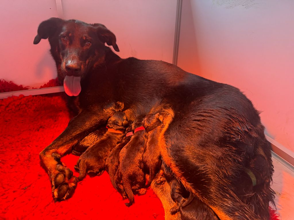 Des Feux De Beltaine - Chiots disponibles - Berger de Beauce
