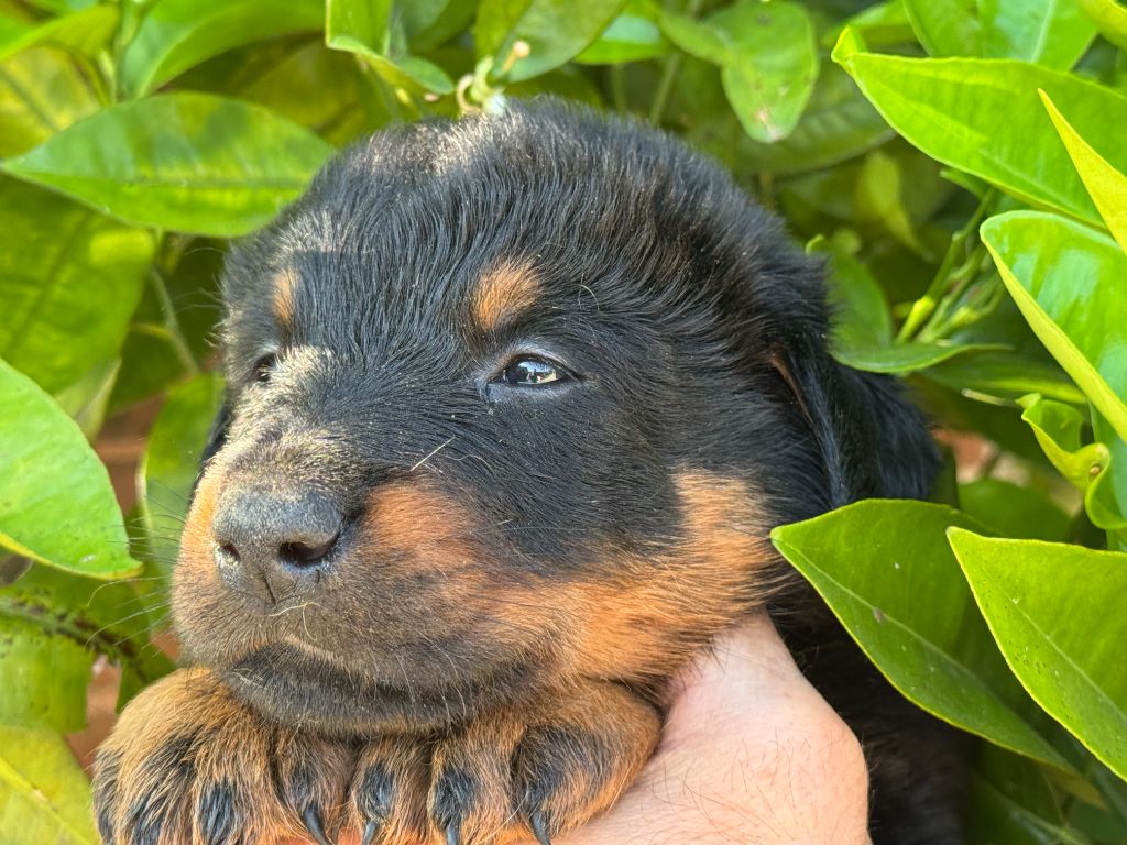Des Feux De Beltaine - Chiots disponibles - Berger de Beauce