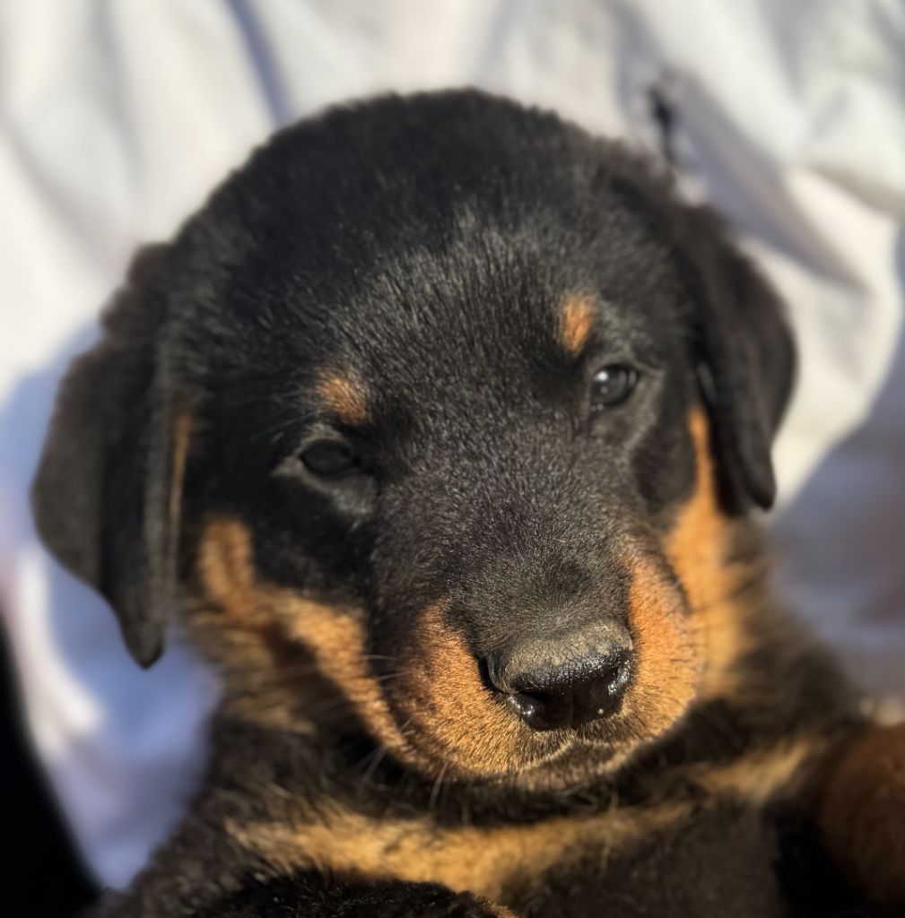 Des Feux De Beltaine - Chiots disponibles - Berger de Beauce