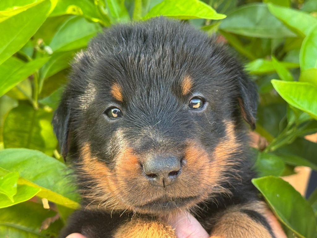 Des Feux De Beltaine - Chiots disponibles - Berger de Beauce