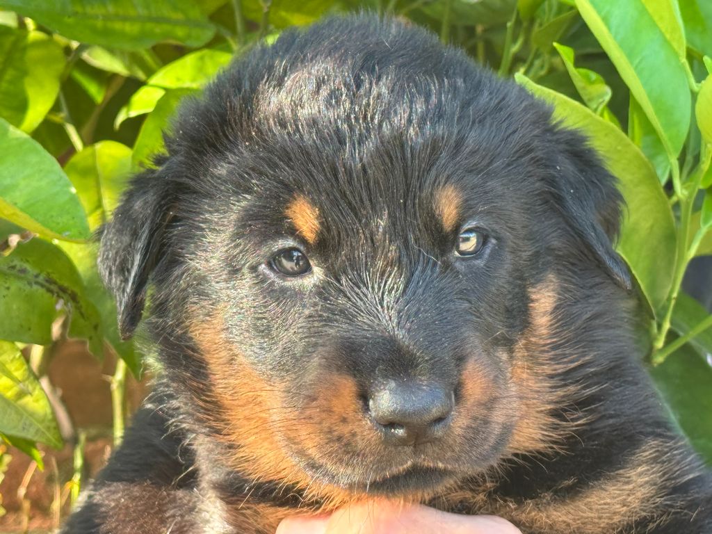 Des Feux De Beltaine - Chiots disponibles - Berger de Beauce