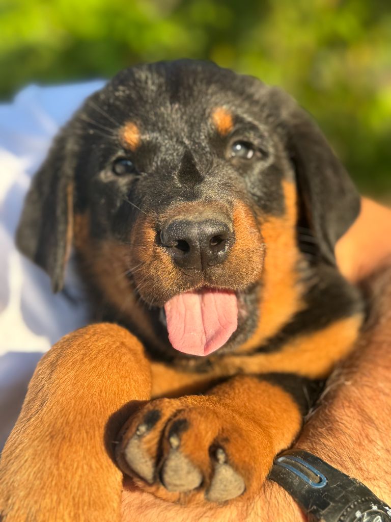 Des Feux De Beltaine - Chiots disponibles - Berger de Beauce
