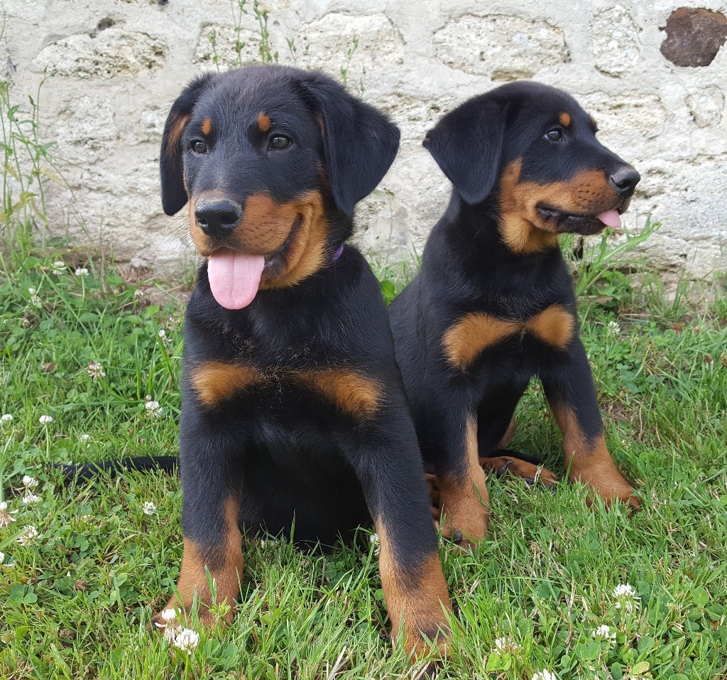 Chiot Berger de Beauce Des Feux De Beltaine